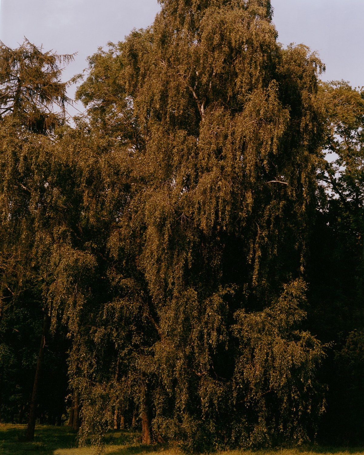 Tom Johnson, Pleasure Garden, Mini Title 2025