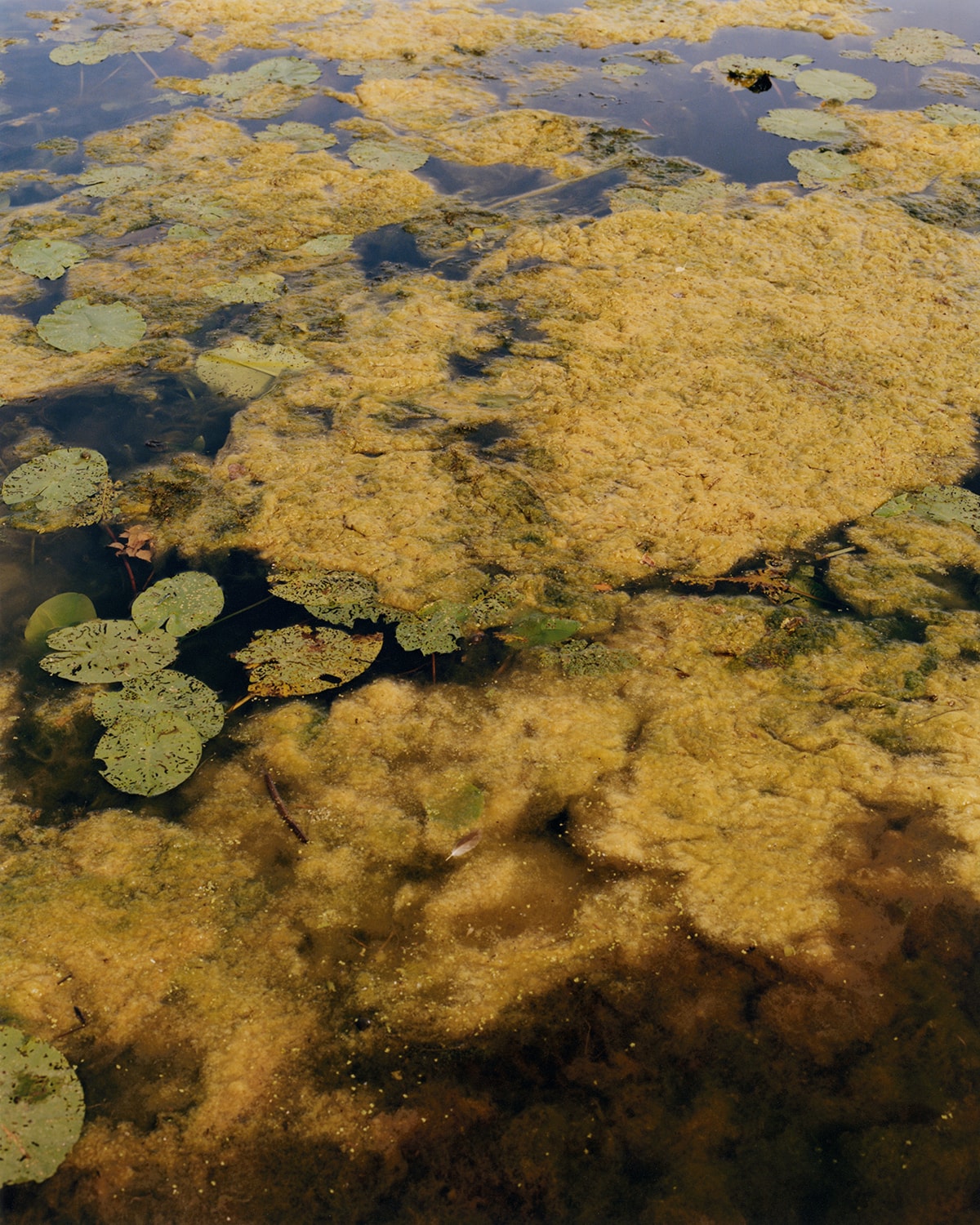 Tom Johnson, Pleasure Garden, Mini Title 2025